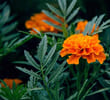 Why Marigolds are the Heart of Indian Festivals - Tradition, Symbolism & Science
